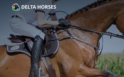LTO Bedrijven wordt aandeelhouder van Delta Horses BV