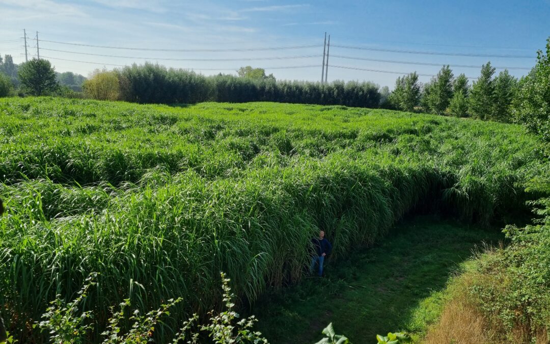 Carbon Farmers en partners laten miscanthusteelt bloeien in Nederland